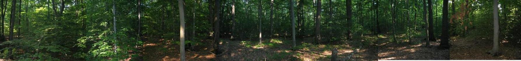 Panoramic shot of the woods in the area.