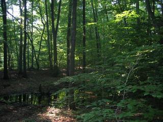 #1: Water and trees, photo taken while standing at CP