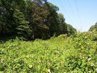 #1: The confluence is in thick vegetation near the center of the picture