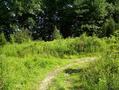 #8: Arriving at the power line clearing after a tough bushwhack