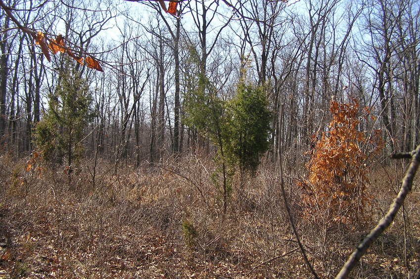 View to the south-southwest from the confluence.