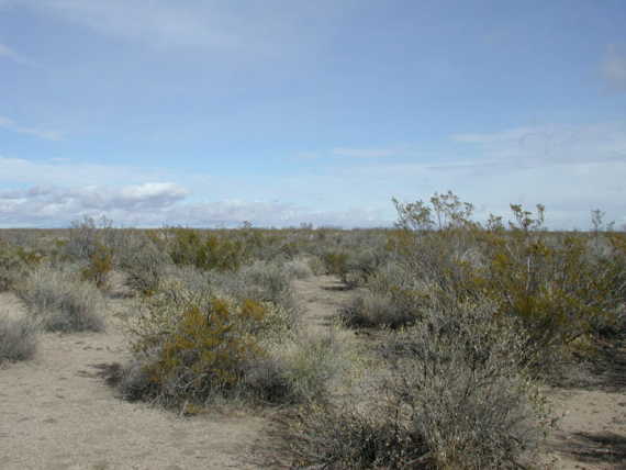 Looking North from Confluence