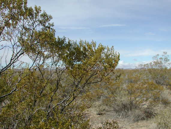 Looking West from Confluence