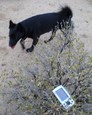 #5: Dog, and GPS