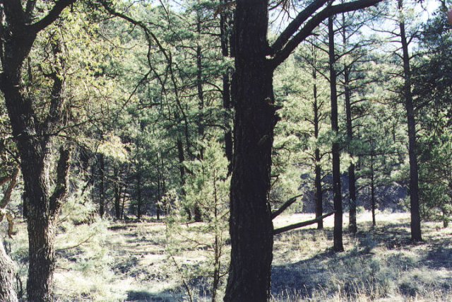 View looking east toward the Mimbres River