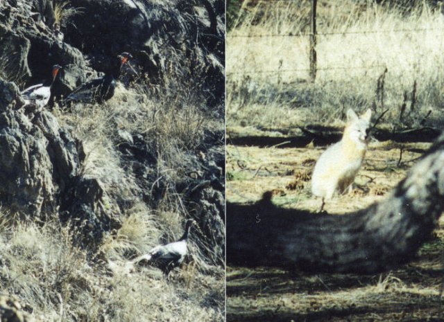 Wild turkeys and a red fox