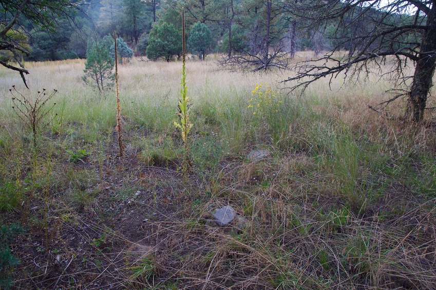 The confluence point lies in grassland, near a creek bed