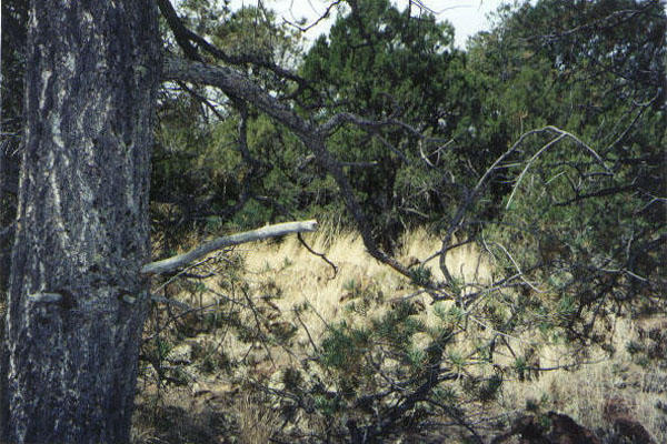 Looking West From the Confluence