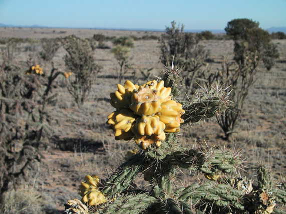 Local flora.