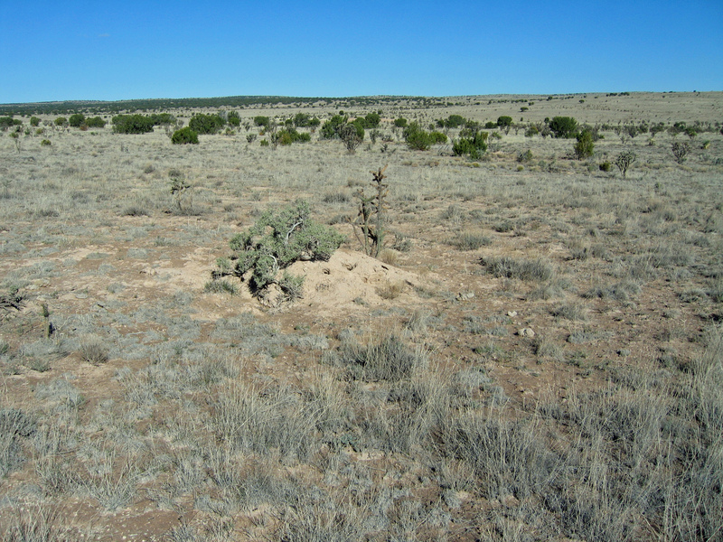 Ground Cover