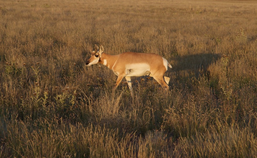 This one curious deer came close to me, before running off to rejoin the herd 