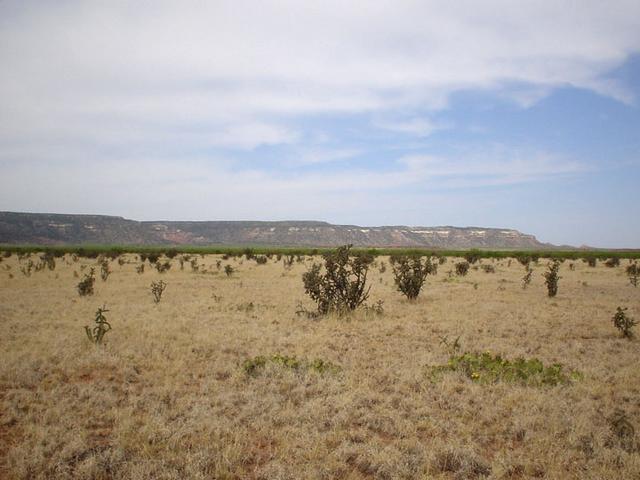 Looking west to colored mesas, prickly pear and cholla cacti, mesquite, and tabosa grass