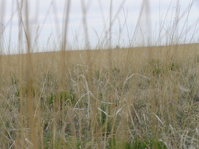 Grassy view from the confluence to the west.