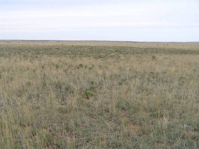 View to the south from the confluence.