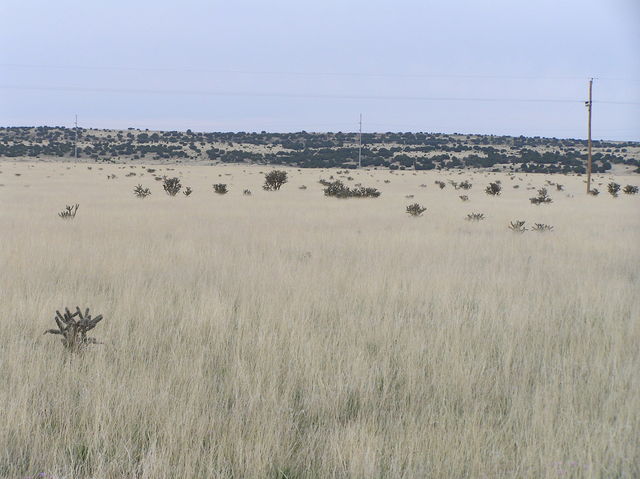 View to the east from the confluence.