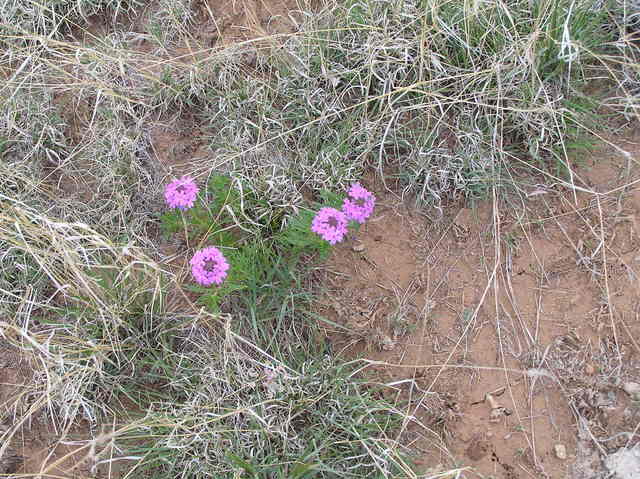 Ground cover at the confluence site.