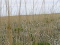 #2: Grassy view from the confluence to the west.