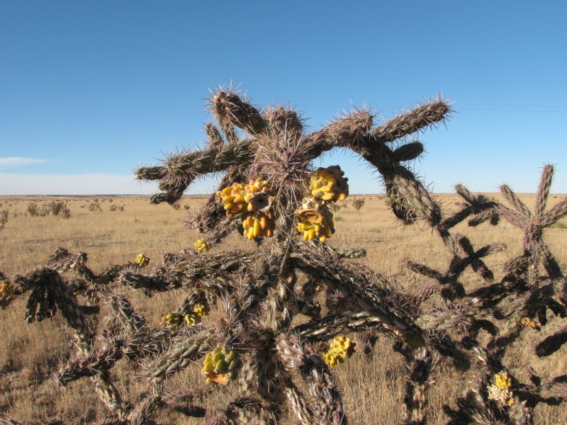 Cactus and seed pods