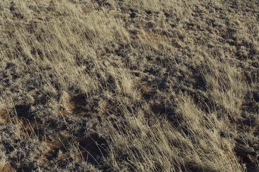 The confluence point lies in the middle of a pasture