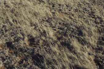 #1: The confluence point lies in the middle of a pasture