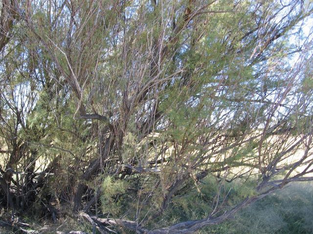 Facing West (confluence tree)