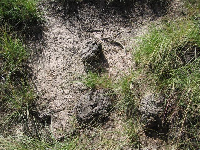 Confluence Cow Pie (near the tree)