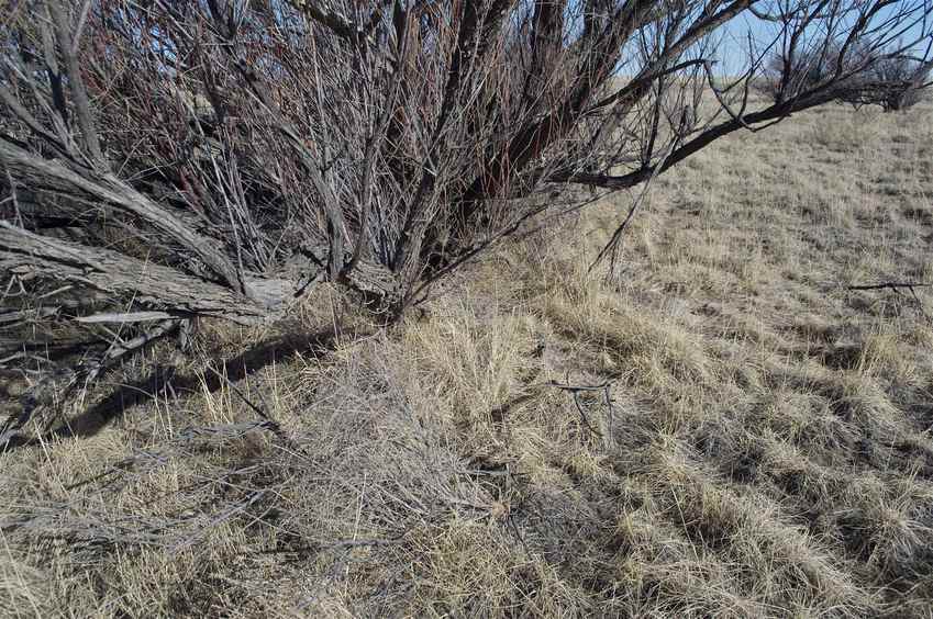 The confluence point lies at the base of this almost-dead-looking tree