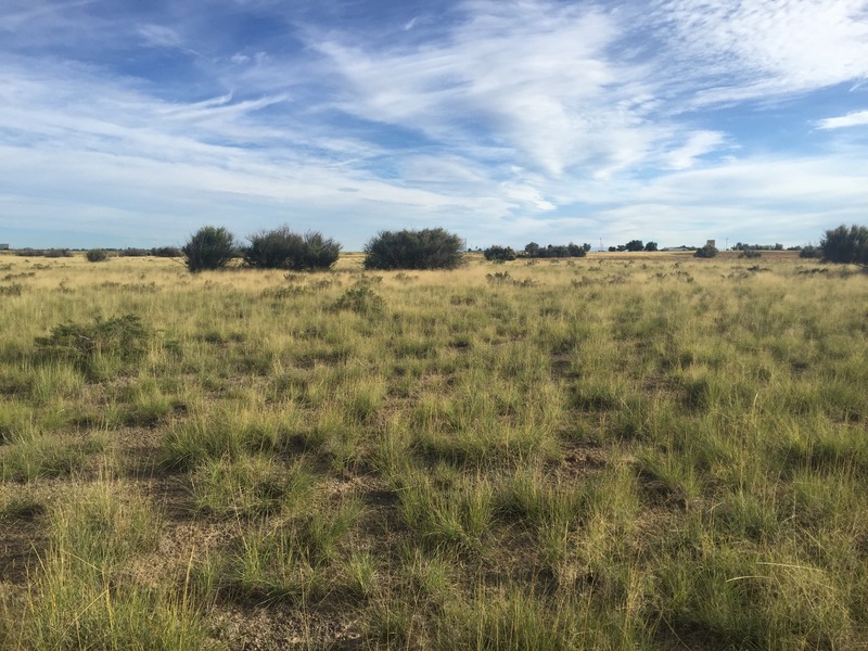 View to the north from the confluence. 