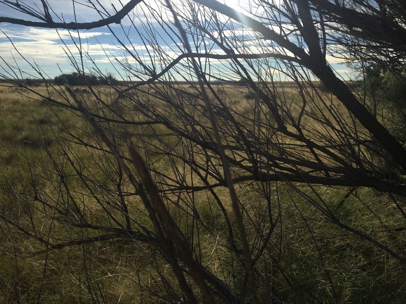 View to the east from the confluence point, standing halfway in the trees.