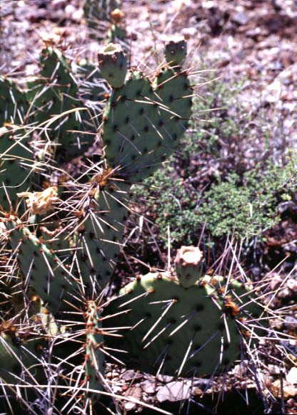 Local flora near 35N-107W