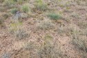 #5: The confluence point lies in sparsely-vegetated grassland, among gently rolling hills