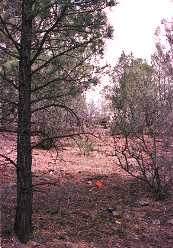 #1: Confluence marked by pin flag among the trees.