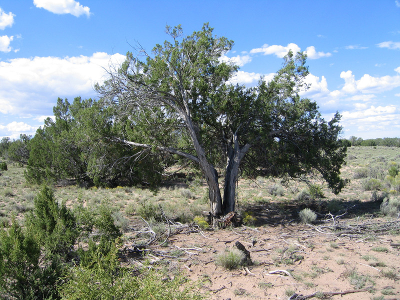 Confluence tree