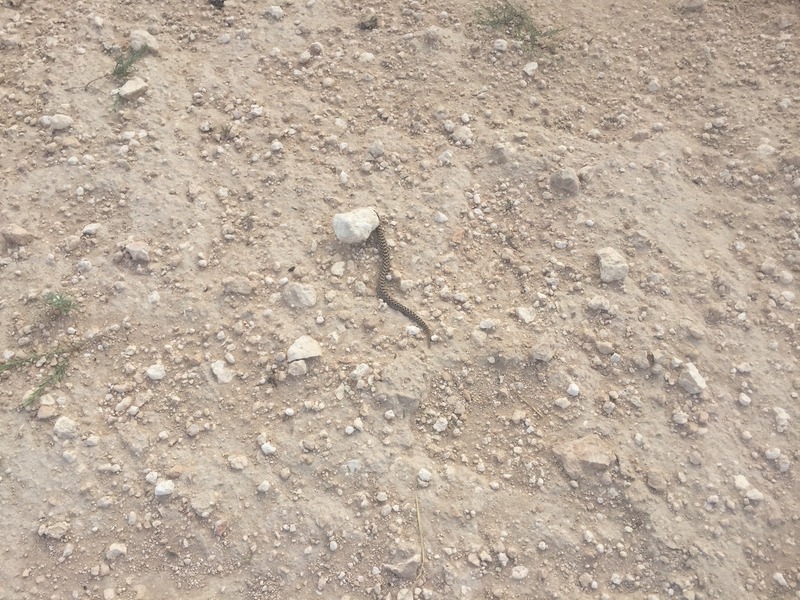 Ground cover near the confluence point:  Snake.