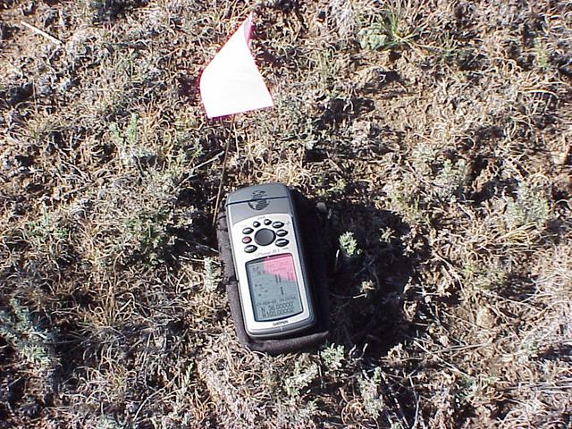 Groundcover at confluence site.