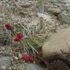 #8: Cactus on the way back to the car