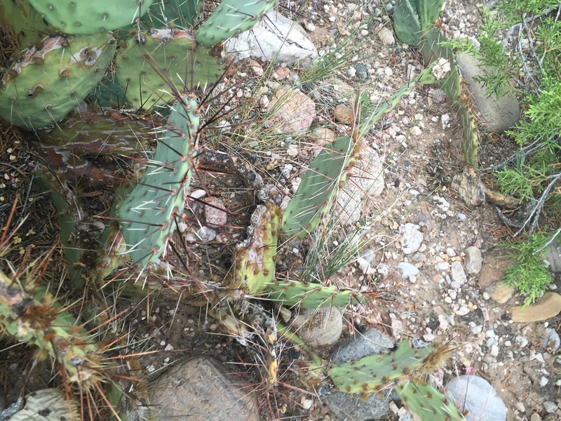 Be careful where you step!  Ground cover at 36 North 106 West. 