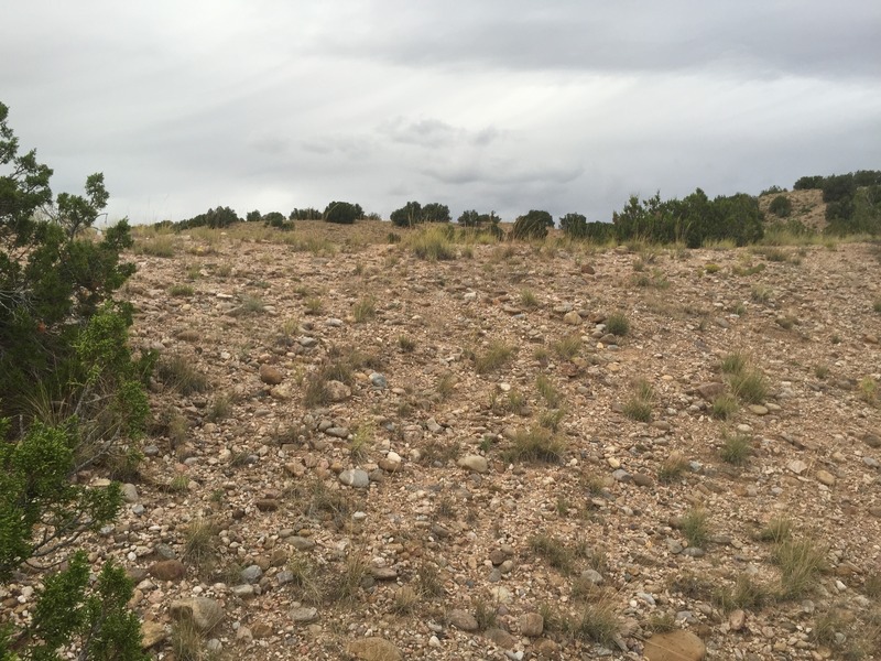 View to the north from the confluence.