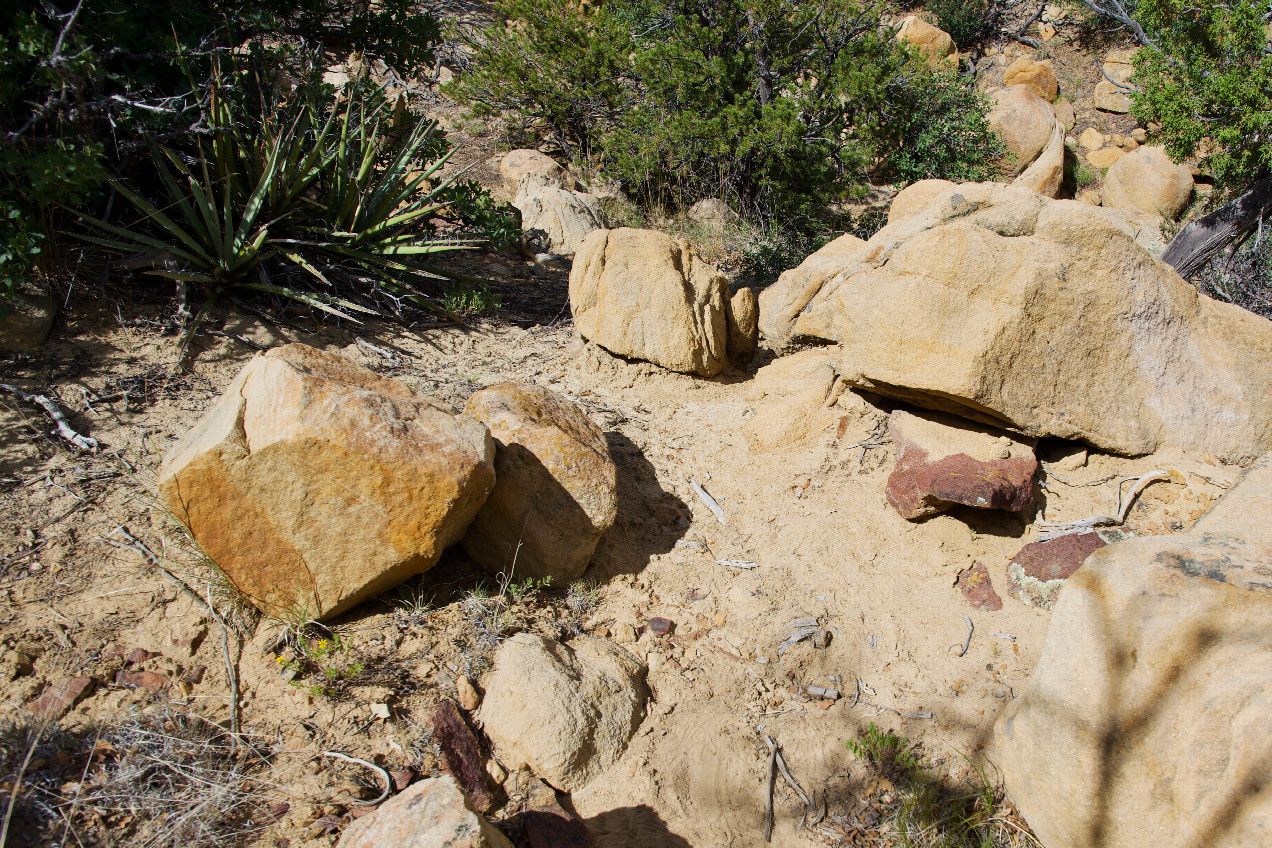 Ground cover at the confluence point