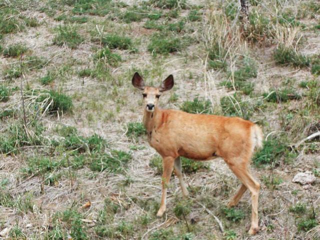 A deer I startled on the way home, about 1.5 miles from the confluence