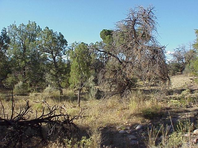 View from the confluence, looking north.