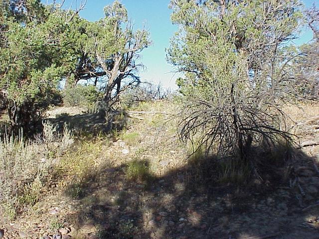 View to the east from the confluence.