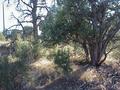 #3: View to the west from the confluence.