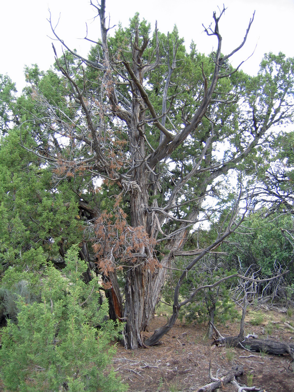 Confluence Tree