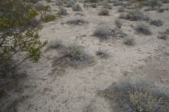 #1: The confluence point.  If this is Nevada, there must be sagebrush!