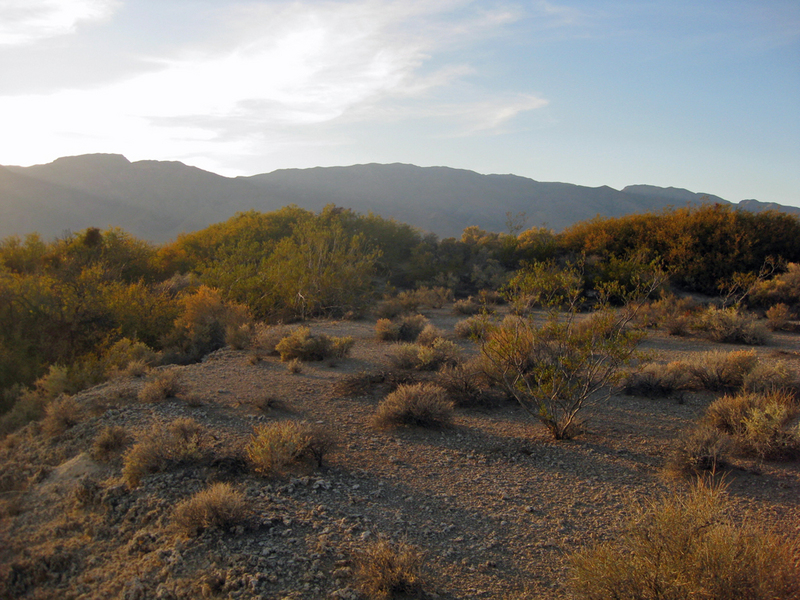 Lush vegetation in the area.