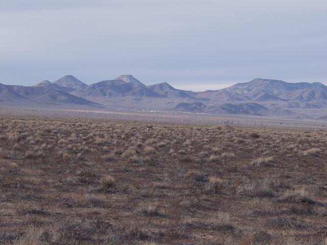 Confluence, including local fauna.