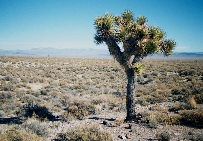 Joshua tree 40 feet southeast of the confluence