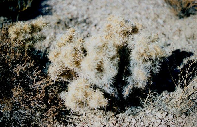 Cactus plant in vicinity of confluence.