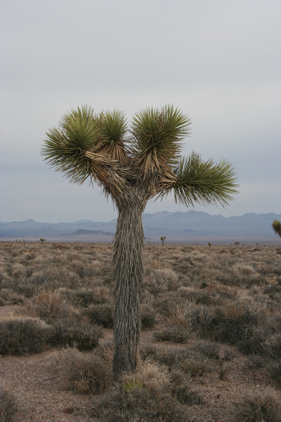 Joshua tree